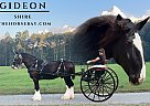 Shire - Horse for Sale in Vernon, VT 05354 Shire - Horse for Sale in Vernon, VT 05354
