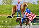 Pony - Horse for Sale in Crab Orchard, KY 40419 Pony - Horse for Sale in Crab Orchard, KY 40419