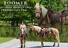 Haflinger - Horse for Sale in Tompkinsville, KY 42167 Haflinger - Horse for Sale in Tompkinsville, KY 42167