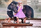 Pony - Horse for Sale in Macomb, OK 74852 Pony - Horse for Sale in Macomb, OK 74852