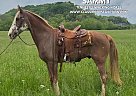 Tennessee Walking - Horse for Sale in Celina, TN 38551 Tennessee Walking - Horse for Sale in Celina, TN 38551