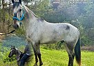 Walkaloosa - Horse for Sale in Lewisburg, TN 41143 Walkaloosa - Horse for Sale in Lewisburg, TN 41143