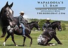 Tennessee Walking - Horse for Sale in Parker's Lake, KY 42634 Tennessee Walking - Horse for Sale in Parker's Lake, KY 42634