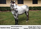 Thoroughbred - Horse for Sale in Reddick, FL 32686