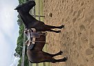 Tennessee Walking - Horse for Sale in Wedgefield, SC 29168 Tennessee Walking - Horse for Sale in Wedgefield, SC 29168