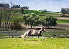 Gypsy Vanner - Horse for Sale in Intercourse, PA 17572