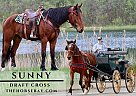 Draft - Horse for Sale in Hesperia, MI 49421 Draft - Horse for Sale in Hesperia, MI 49421