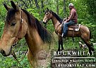 Tennessee Walking - Horse for Sale in Houston, MO 65483 Tennessee Walking - Horse for Sale in Houston, MO 65483