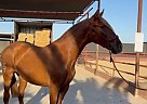 Andalusian - Horse for Sale in Bakersfield, CA 93215 Andalusian - Horse for Sale in Bakersfield, CA 93215