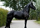 Friesian - Horse for Sale in El Centro, CA 92243