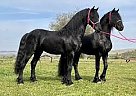 Friesian - Horse for Sale in Keene, NH 03435