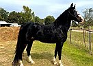Rocky Mountain - Horse for Sale in Hitchcock, TX 77563 Rocky Mountain - Horse for Sale in Hitchcock, TX 77563