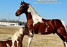 Spotted Saddle - Horse for Sale in Lewisburg, TN 37091 Spotted Saddle - Horse for Sale in Lewisburg, TN 37091