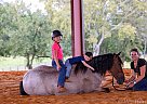 Tennessee Walking - Horse for Sale in Marion Junction, AL 36759 Tennessee Walking - Horse for Sale in Marion Junction, AL 36759