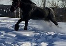 Percheron - Horse for Sale in Stanstead, QC J0b3e0