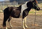 Spotted Saddle - Horse for Sale in Hartsville, TN 37074 Spotted Saddle - Horse for Sale in Hartsville, TN 37074