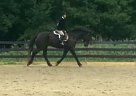 Warmblood - Horse for Sale in Honeybrook, PA 19344