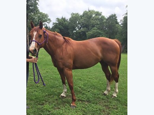 Beautiful Quarter Horse Mare for Sale Quarter Horse for