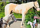 Tennessee Walking - Horse for Sale in Tompkinsville, KY 42167 Tennessee Walking - Horse for Sale in Tompkinsville, KY 42167
