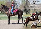 Thoroughbred - Horse for Sale in Fort Collins, CO 80524 Thoroughbred - Horse for Sale in Fort Collins, CO 80524