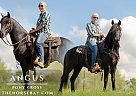 Pony - Horse for Sale in Conway, MO 65632 Pony - Horse for Sale in Conway, MO 65632