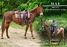 Mule - Horse for Sale in Tompkinsville, KY 42167 Mule - Horse for Sale in Tompkinsville, KY 42167
