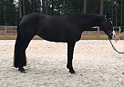 Paint - Horse for Sale in Appling, GA 30802