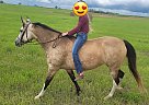 Missouri Fox Trotter - Horse for Sale in Olathe, KS 66062 Missouri Fox Trotter - Horse for Sale in Olathe, KS 66062