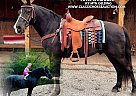 Kentucky Mountain - Horse for Sale in Columbia, KY 42715 Kentucky Mountain - Horse for Sale in Columbia, KY 42715