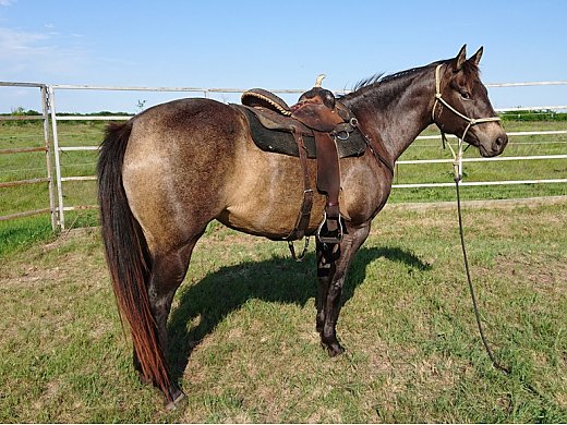 7yo Buckskin Roan Mare | Female Quarter Horse in Howe TX ...