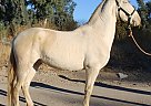 Andalusian - Horse for Sale in Canyon, CA 91351 Andalusian - Horse for Sale in Canyon, CA 91351