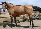 Quarter Horse - Horse for Sale in Mcalister, NM 