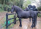 Friesian - Horse for Sale in Austin, TX 78702