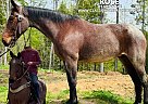 Kentucky Mountain - Horse for Sale in HONEYBEE, KY 37091 Kentucky Mountain - Horse for Sale in HONEYBEE, KY 37091