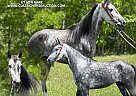Kentucky Mountain - Horse for Sale in Whitley City Ky, KY 42653 Kentucky Mountain - Horse for Sale in Whitley City Ky, KY 42653