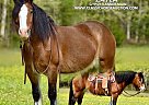 Gypsy Vanner - Horse for Sale in Somerset, KY 42503 Gypsy Vanner - Horse for Sale in Somerset, KY 42503