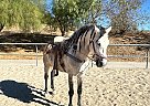 Andalusian - Horse for Sale in Sylmar, CA 91342 Andalusian - Horse for Sale in Sylmar, CA 91342