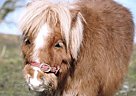 Miniature - Horse for Sale in Kassel,  34121