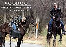 Friesian - Horse for Sale in Hardin, KY 42048 Friesian - Horse for Sale in Hardin, KY 42048