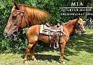 Quarter Horse - Horse for Sale in Fairview, TX 75069 Quarter Horse - Horse for Sale in Fairview, TX 75069