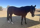 Mustang - Horse for Sale in Mesa, AZ 85207