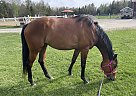 Horses For Sale In Pennsylvania - FREE Ads - HorseWeb