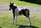 Miniature - Horse for Sale in Dalton, GA 30721