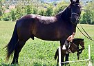 Friesian - Horse for Sale in LITTLETOWN, PA 17340 Friesian - Horse for Sale in LITTLETOWN, PA 17340