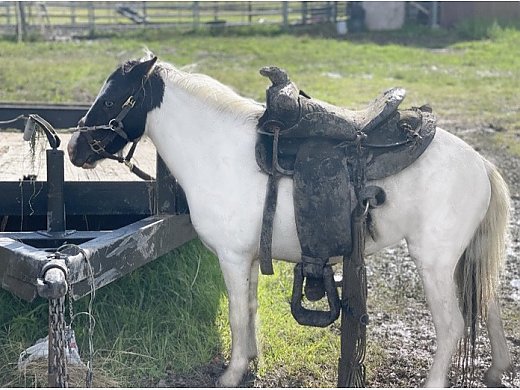 Female Miniature Horse for Sale - Miniature Horse for Sale in Nevada, TX