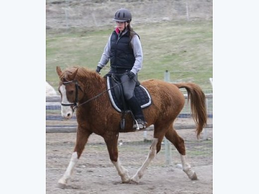 Hypoallergenic Curly Horses