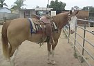 Paint - Horse for Sale in Wickenburg, AZ 85390