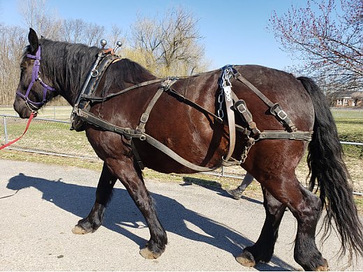 Percheron for Sale