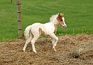 Miniature - Horse for Sale in Dundee, NY 14837 Miniature - Horse for Sale in Dundee, NY 14837