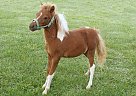 Miniature - Horse for Sale in Dundee, NY 14837 Miniature - Horse for Sale in Dundee, NY 14837